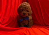 Safkan Toy Poodle Bebekler